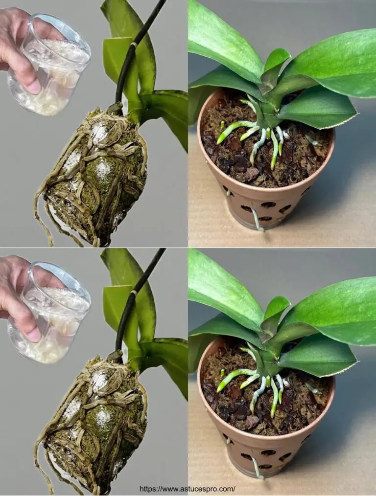 Natürlich! Hier ist eine eingängige Version auf Französisch dieses Titels: Magie! Instant Transformation einer Orchidee in der Mitte der Wiedergeburt.