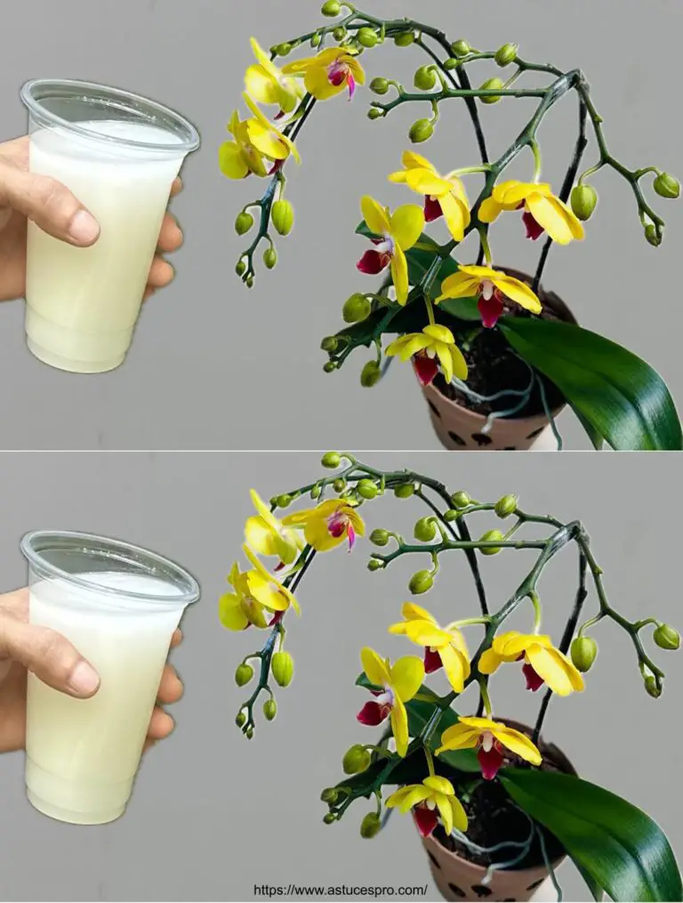 Denken Sie nur daran: helfen Orchideen blühen das ganze Jahr über!