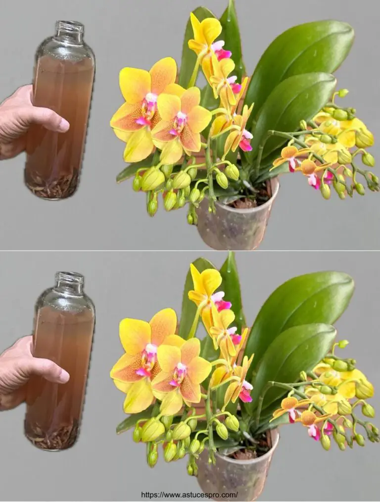 Natürlich! Hier ist eine eingängige Version auf Französisch: Unglaublich! Eine einfache Bewässerung und Orchideen blühen das ganze Jahr über!