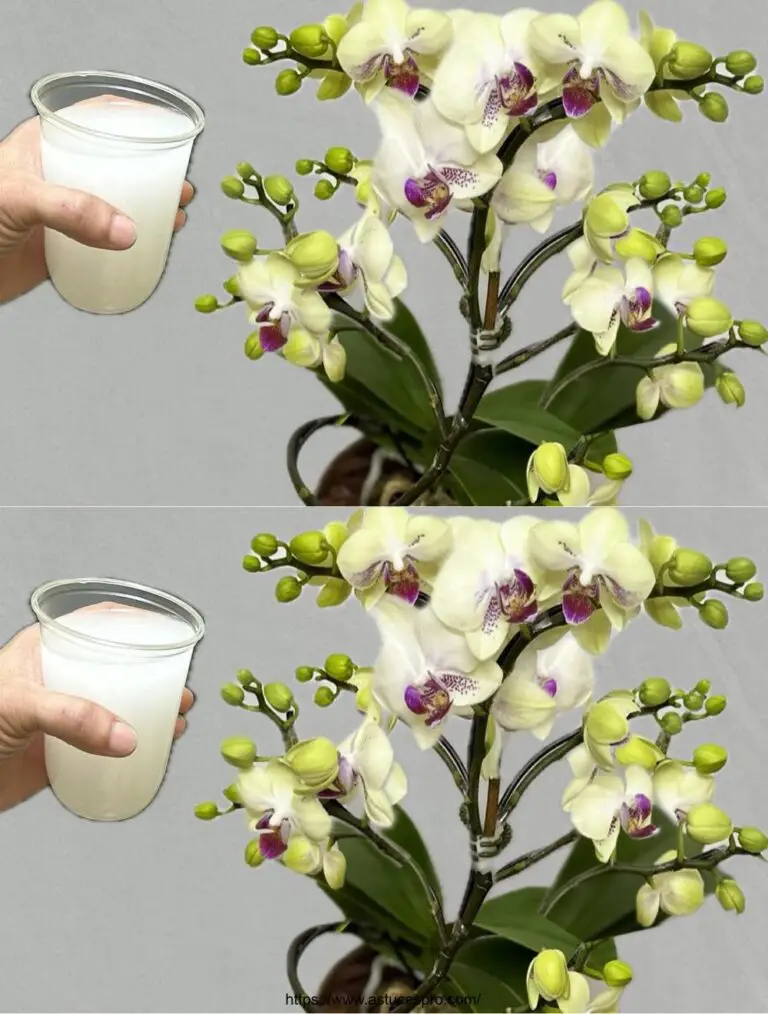 Natürlich! Hier ist eine eingängige Version auf Französisch: Ich gieße das den Wurzeln! Instant Orchideenblüten das ganze Jahr