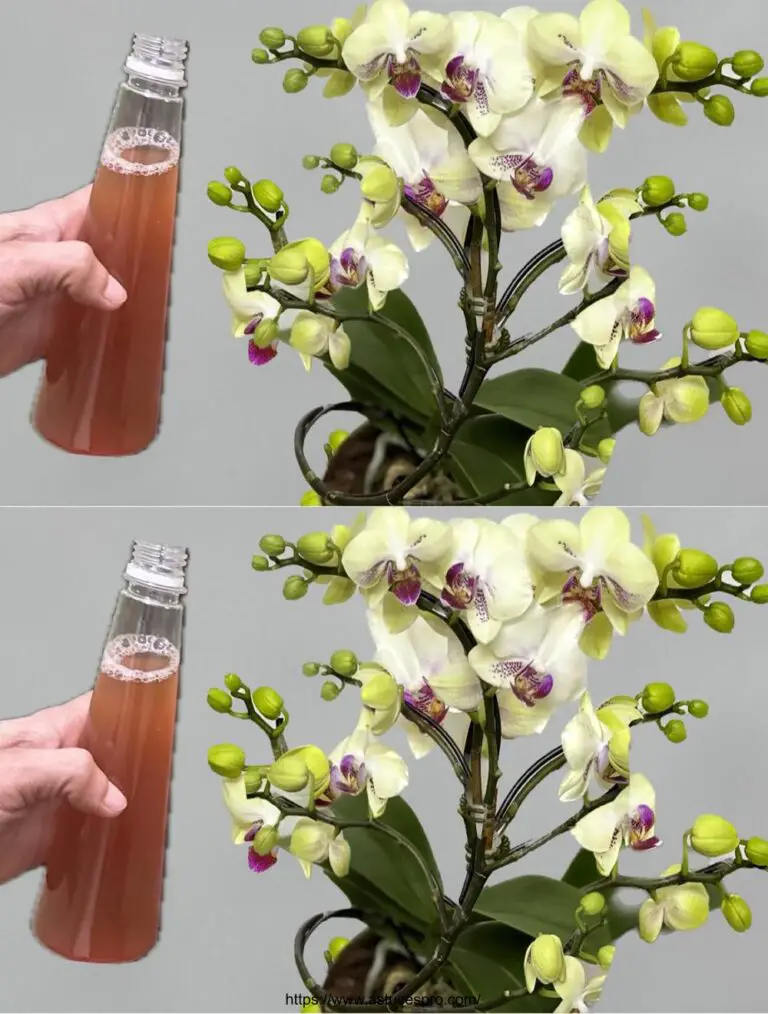 Natürlich! Hier ist eine eingängige Version auf Französisch: Eine einzige Geste, eine pflanzliche Magie: eine Flasche Wasser, um eine Orchidee blühen das ganze Jahr über!