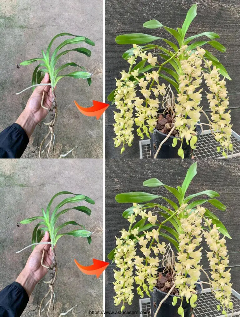 Ideen für den Anbau schöner Orchideen in kleinen Gärten