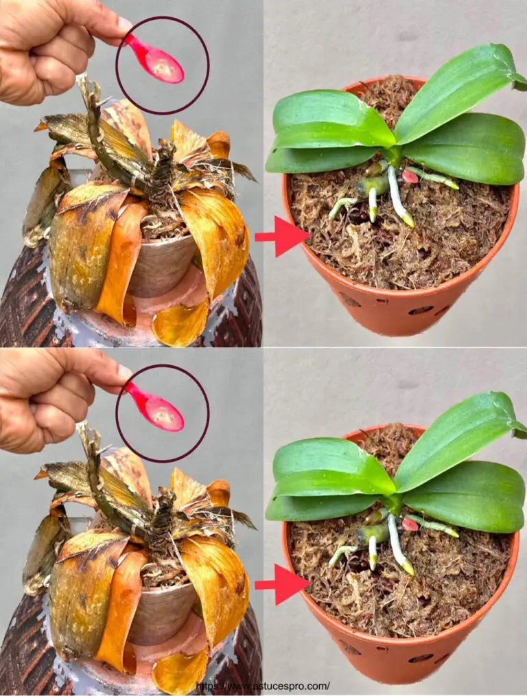 Natürlich! Hier ist eine eingängige Version auf Französisch:
Diese wunderbare Flüssigkeit, die wilde Orchideen erweckt