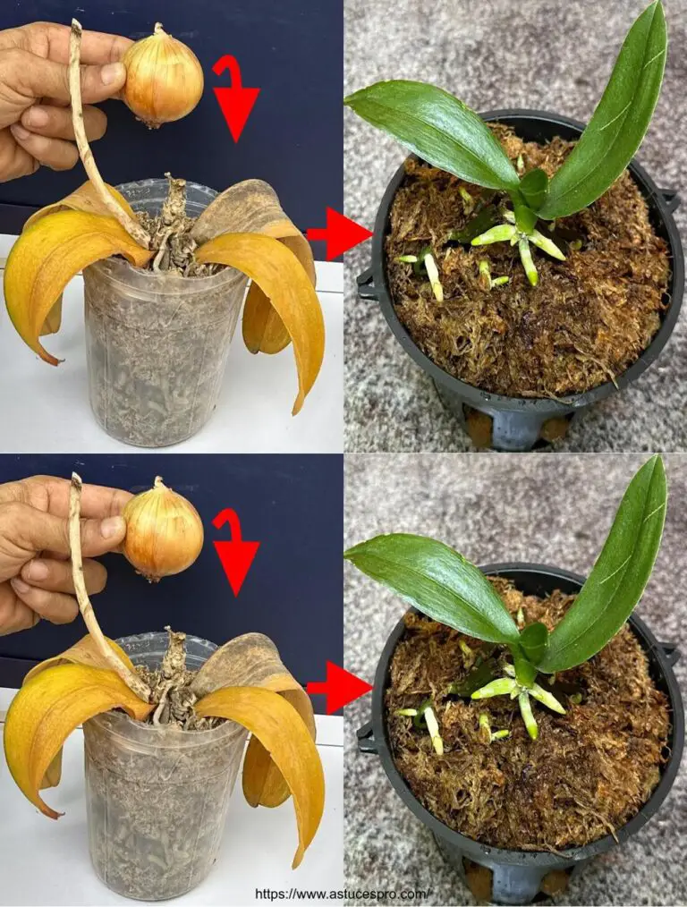 Mit Zwiebeln für alle, Faned Orchideen Rückkehr zum Leben einfach