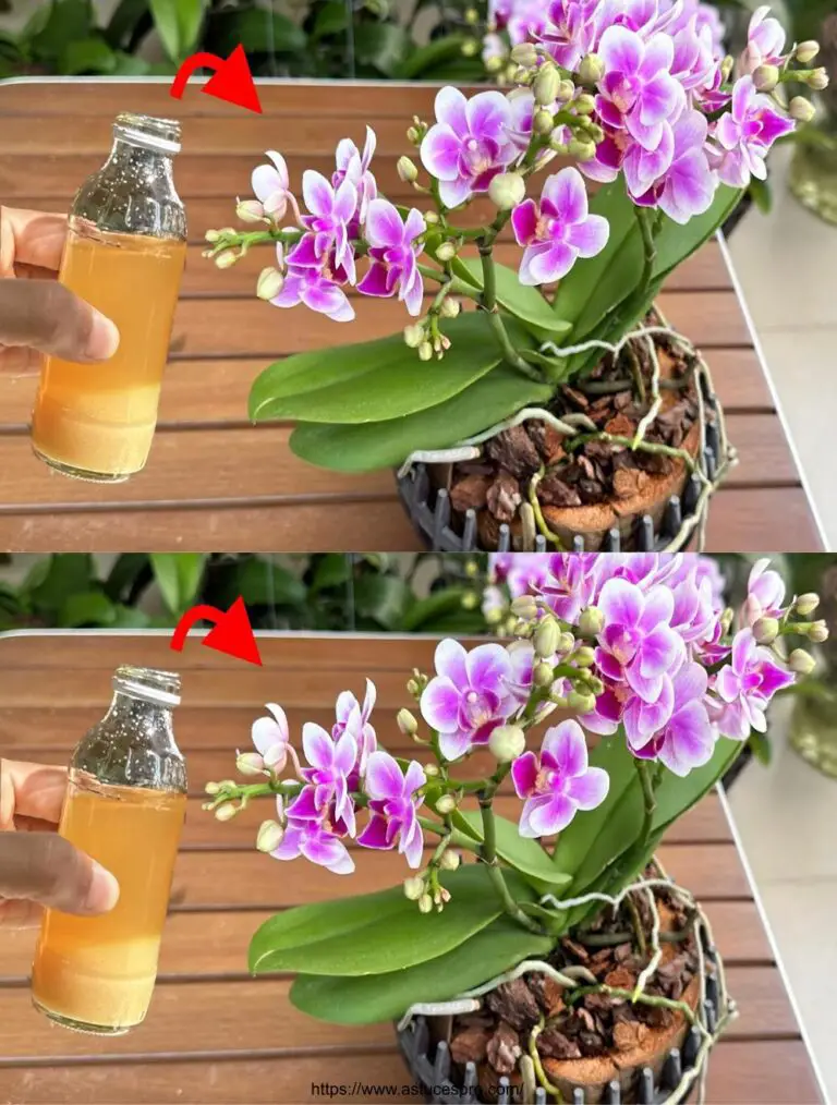 Machen Sie die magische Blüte um Sie kümmern sich um Ihre Orchideee