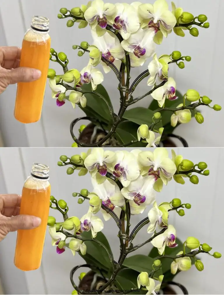 Mystery: Jede Pflanze, ein Wasserglas, Immer in Blumen!