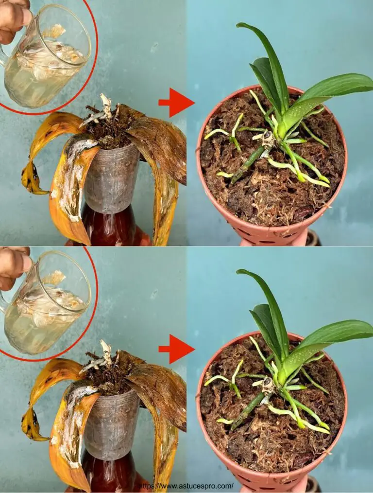 In einem Glas wird die Magie nach 3 Wochen für alle Ihre verblassten Orchideen wiedergeboren.