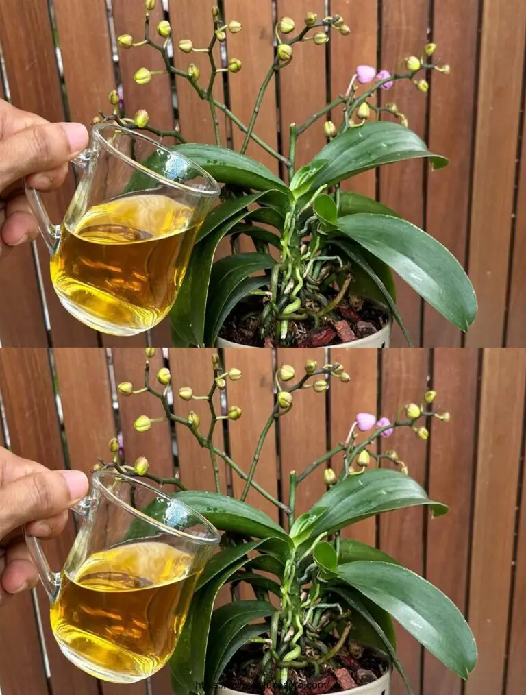 Jeder Monat ein Glas, und Wurzeln und Blumen kämpfen für den Abundanz das ganze Jahr