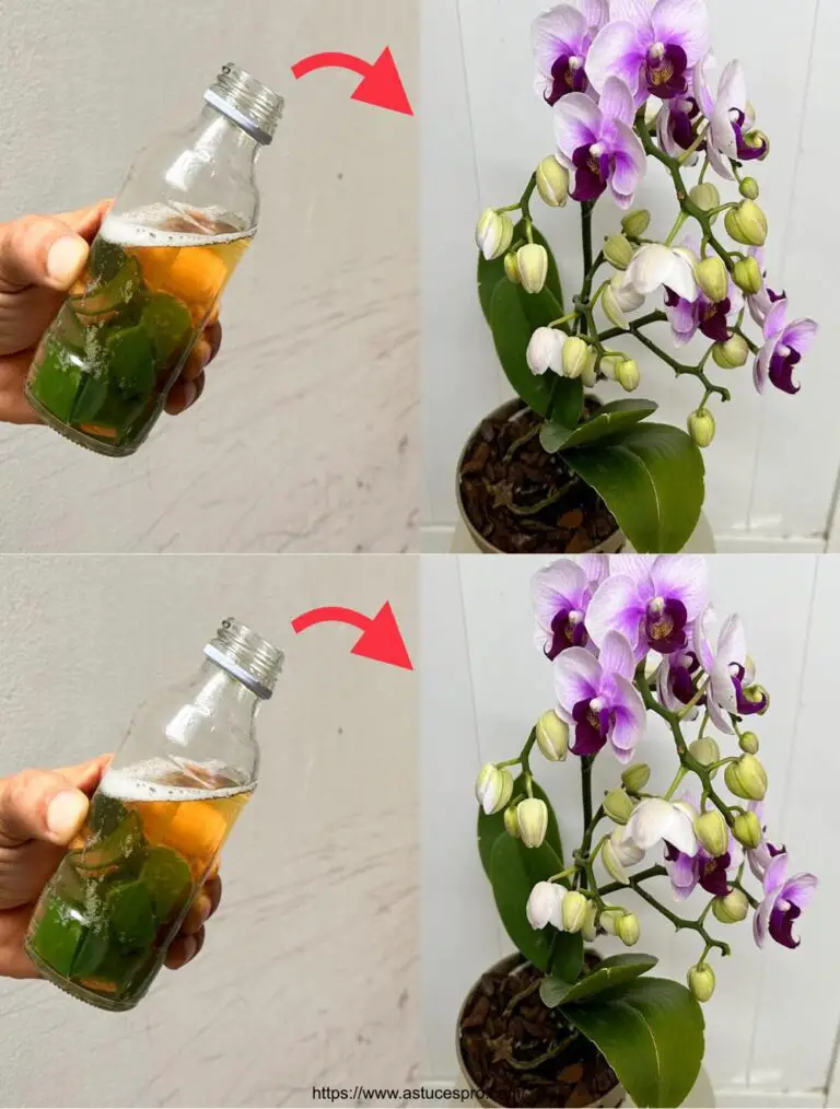 Ein einfaches Glas Wasser, das die Orchidee in allen Jahreszeiten blüht!