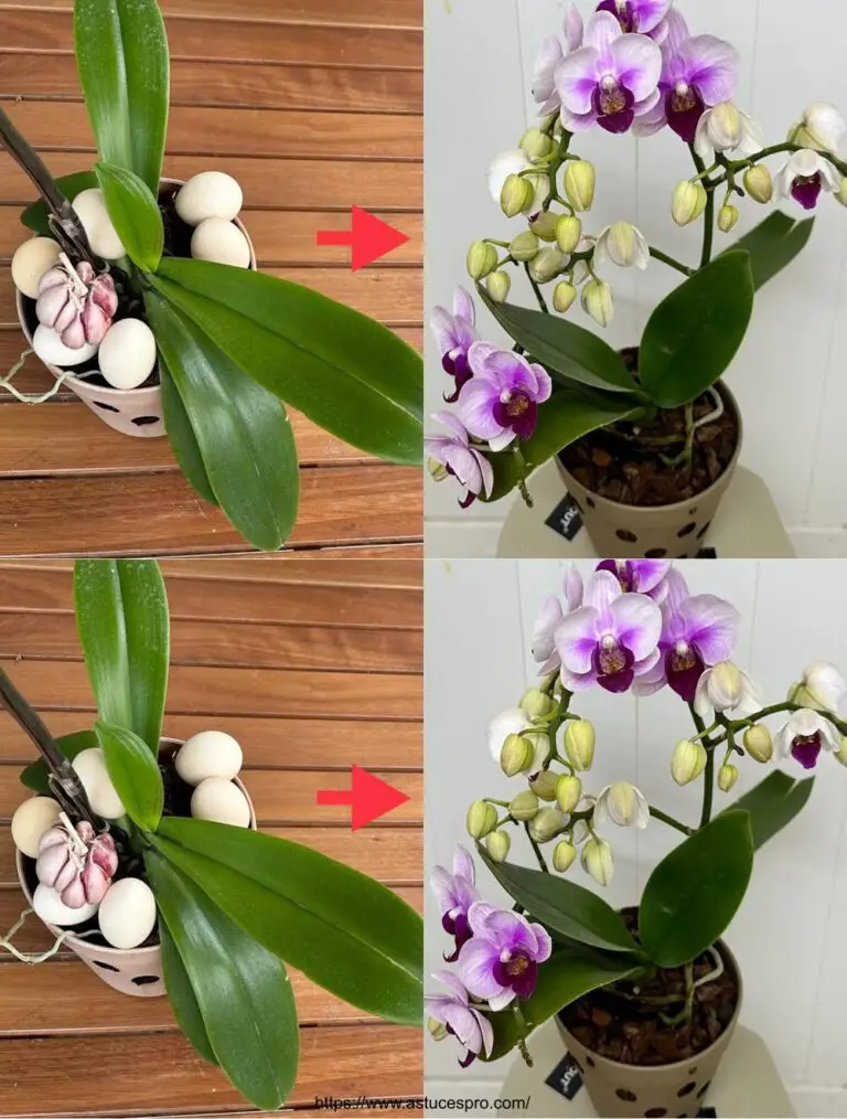 Einfach und effektiv: Orchideen blühen ohne Blume!