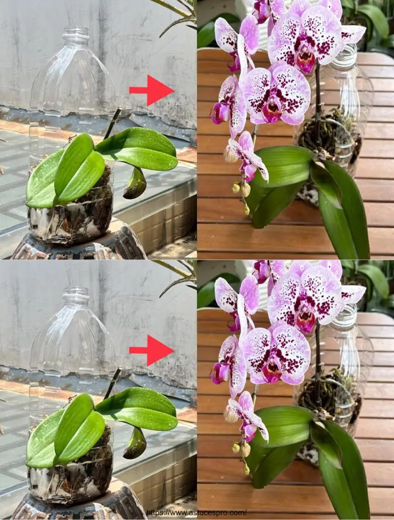 Ich mache etwas erstaunlich für diese Orchidee, die reichlich blüht jede Jahreszeit