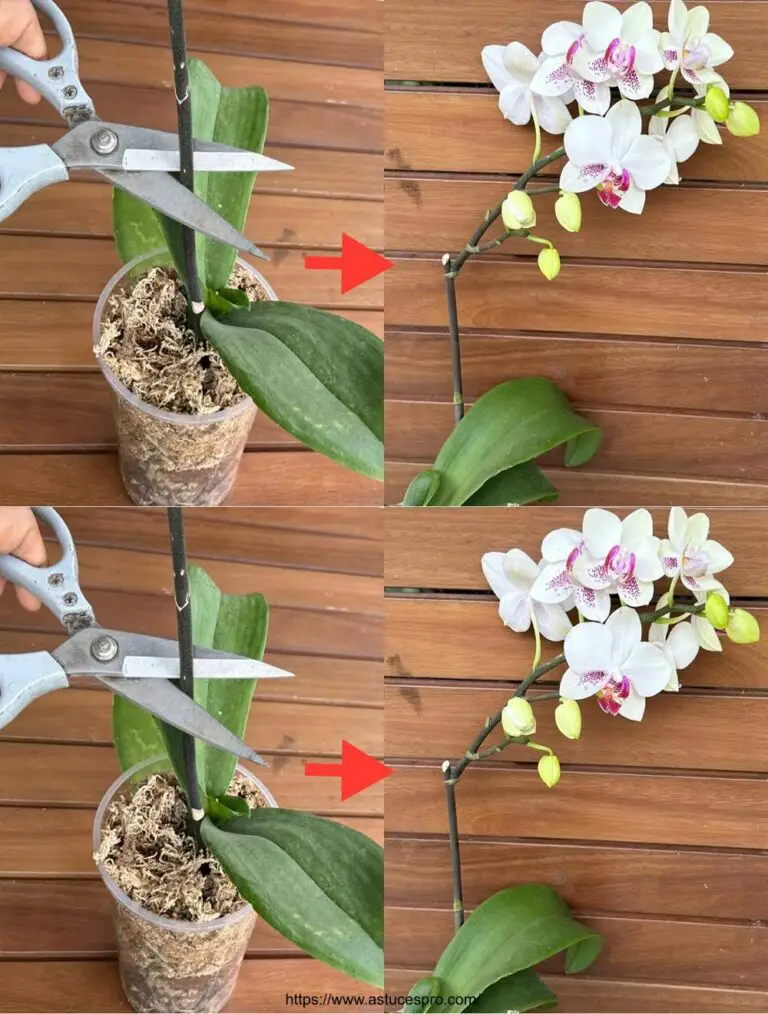 Natürlich! Hier ist eine attraktive Version auf Französisch: Easy! Meine magische Tasse für Orchideen in Blumen