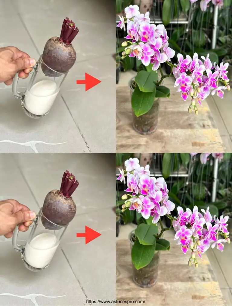 Die Magie der Pushing Ihre Orchideen unendlich grün und florieren