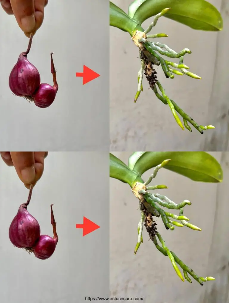 Nur eine schlechte Zwiebel macht eine gesunde Orchideeenblüte