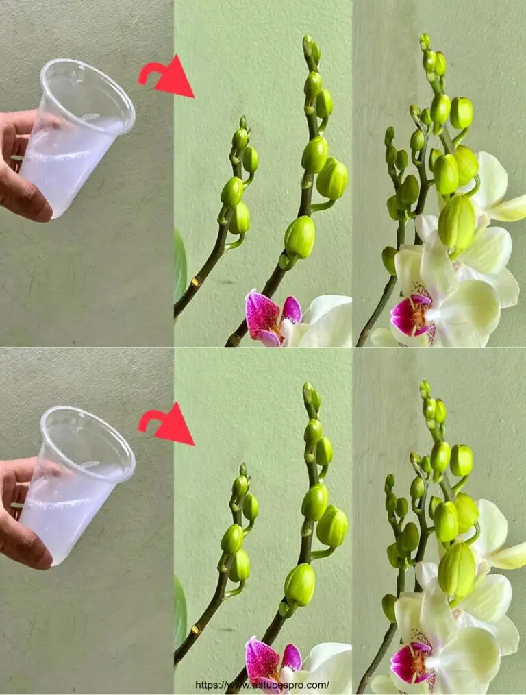 Entdecken Sie dieses Wunder für die Blüte Orchideen alle kalten Jahreszeit