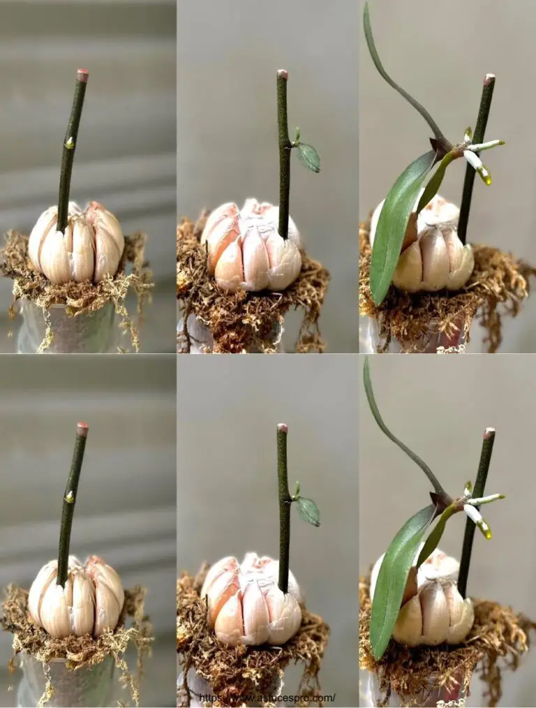 Eine magische Tadpole verwandelt Knoblauch in eine blühende Orchidee dank dieses Tricks