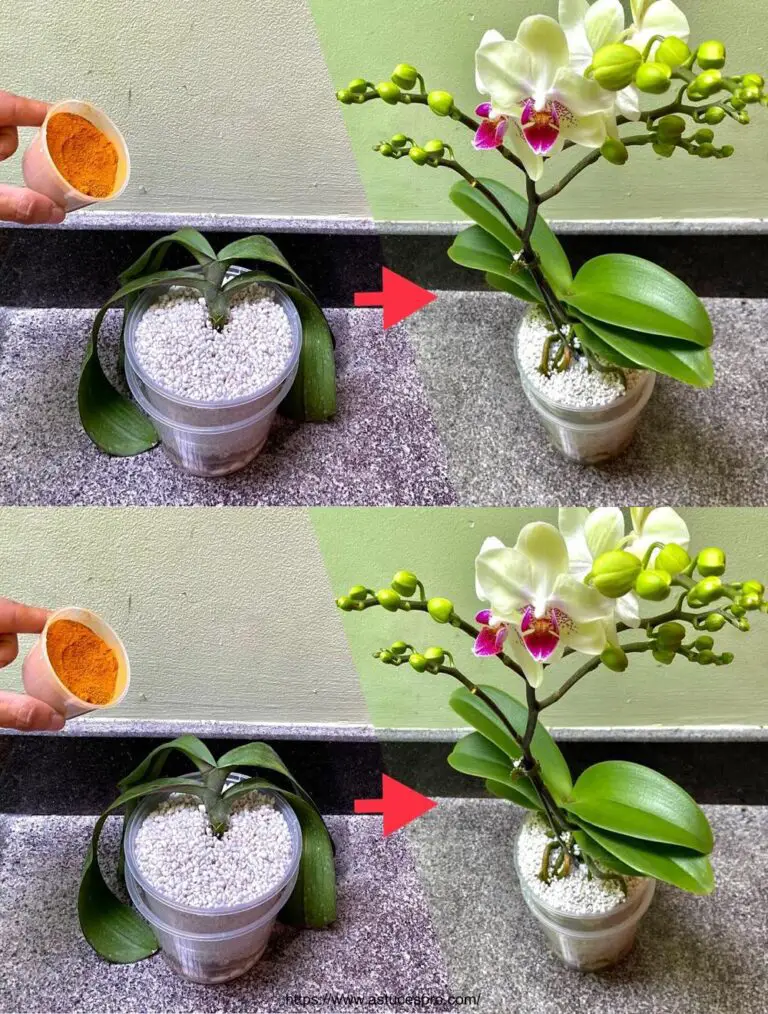 Überraschung! Diese Erde macht Push Orchideen Si Fragile, mit uncombable Blumen