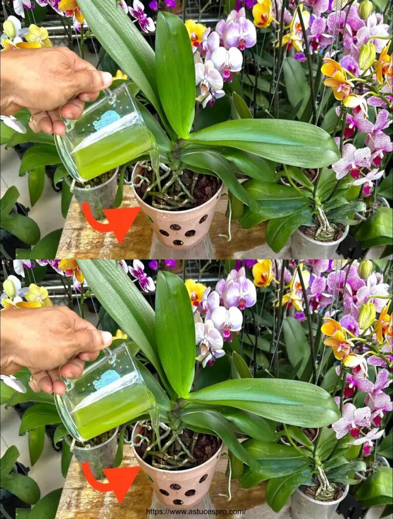 Nur ein Glas und so viele Orchideenblüten blühten dauerhaft