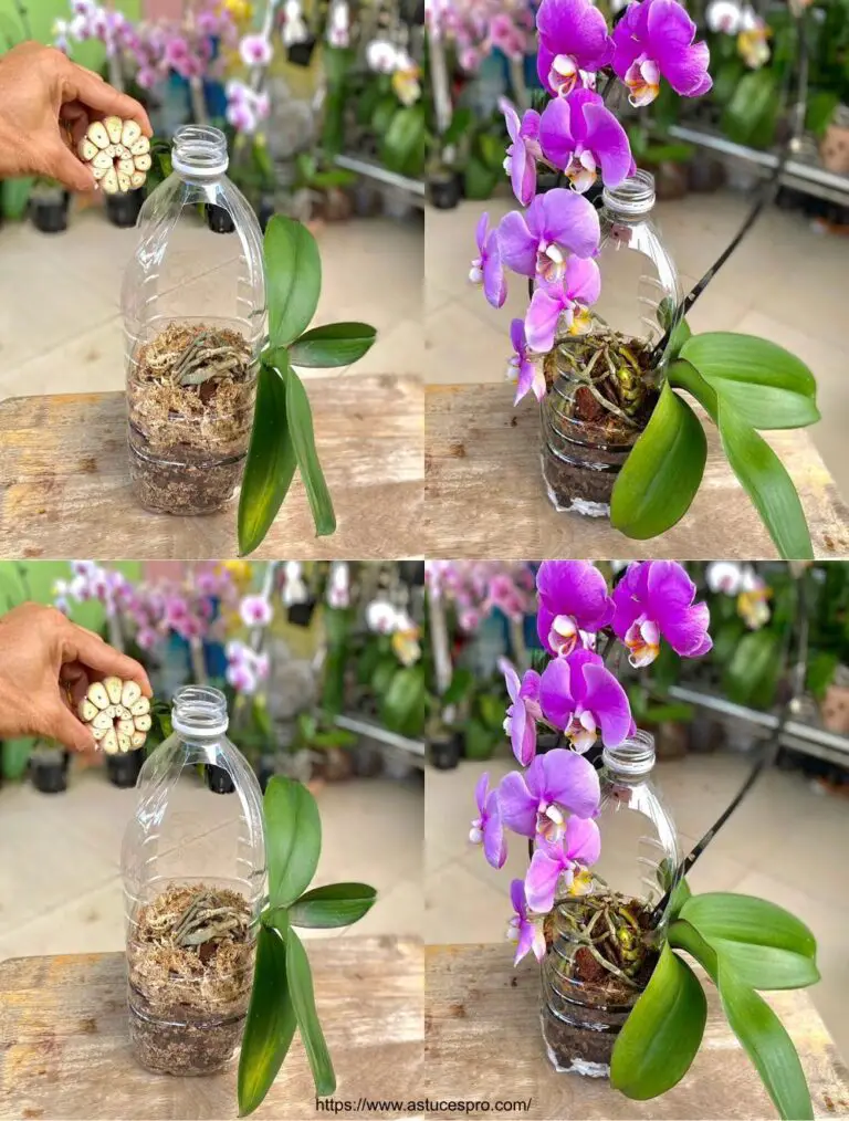 Absolut Surprising: Orchideen, die ohne jemals verrotten