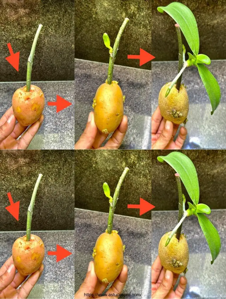 Entdecken Sie die Magie der schnellen Multiplikation von Orchiden aus einer einfachen Zweig