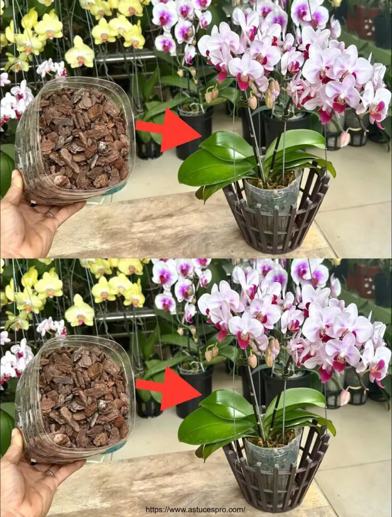 Wie man den Topf für Orchideen ändert, ohne die Pflanze für Anfänger zu beeinflussen