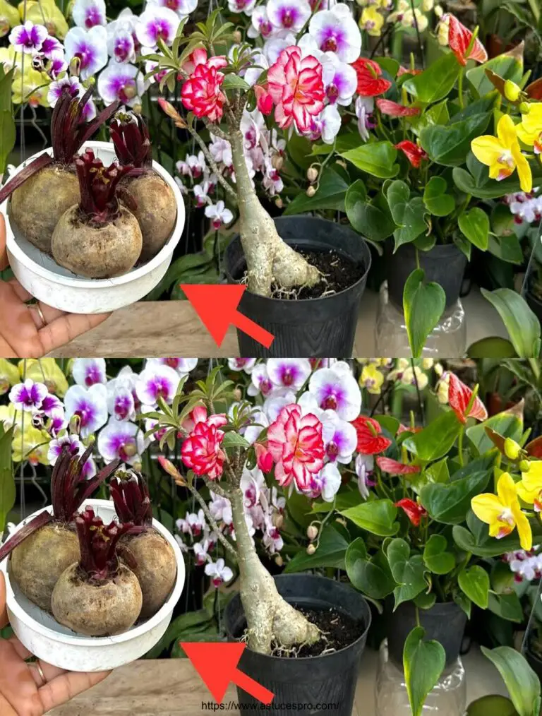 Überraschen Sie sich mit diesem Produkt für Orchideen und andere Blumen, die nicht blühen und langsam wachsen