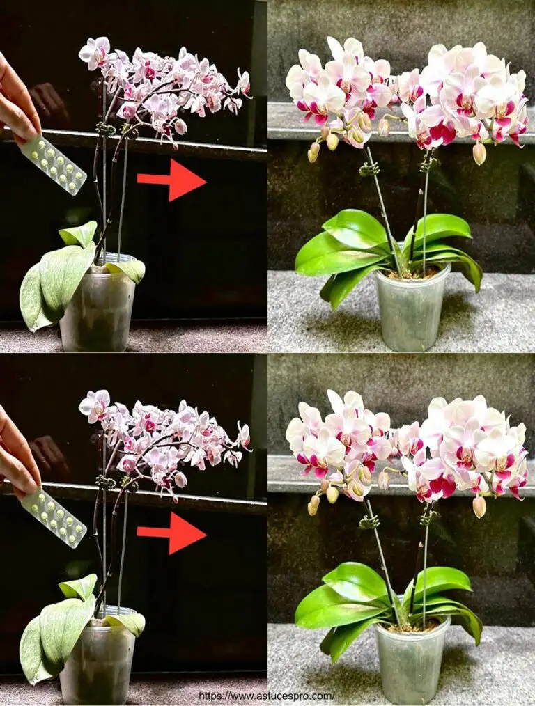 Wie man die Orchideen frischer länger und in guter Form hält, eine geheime Kenntnis von wenigen Menschen