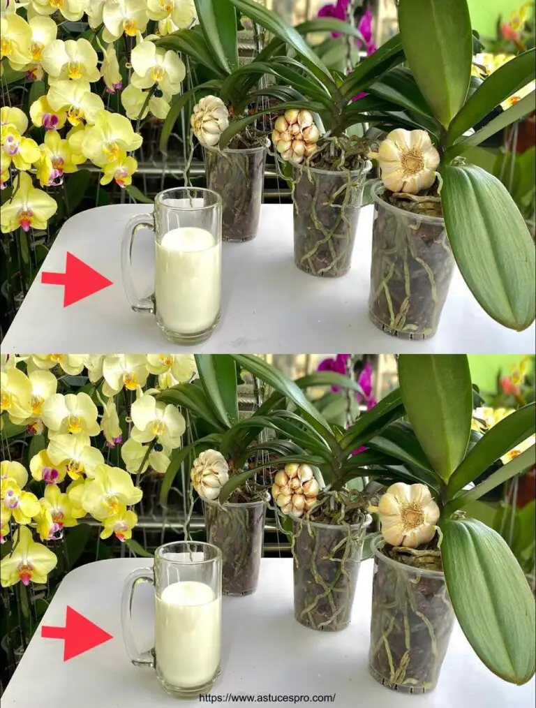 Erhöhen Sie die Blüte und das Wachstum Ihrer Orchideen mit dieser ultraschnellen Methode!