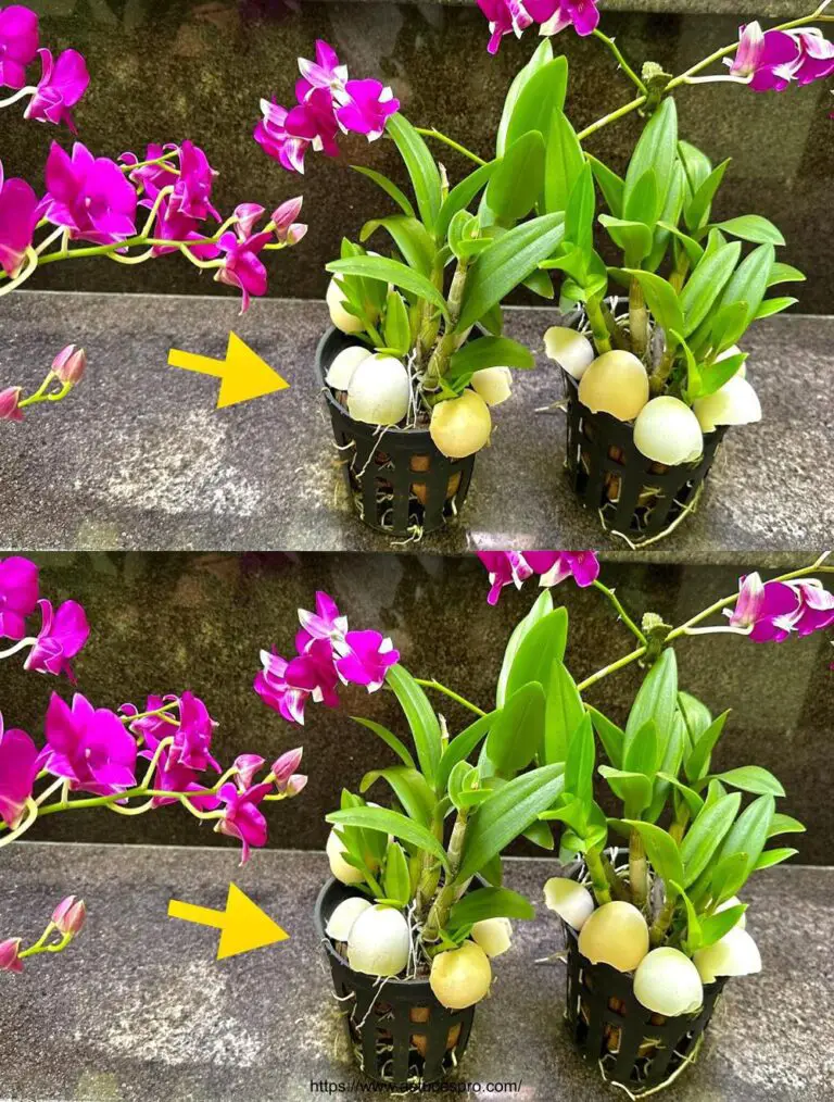 Beschleunigende Orchideenwachstum und Blüte mit Eierschalen: Entdecken Sie diesen neuen Tipp!