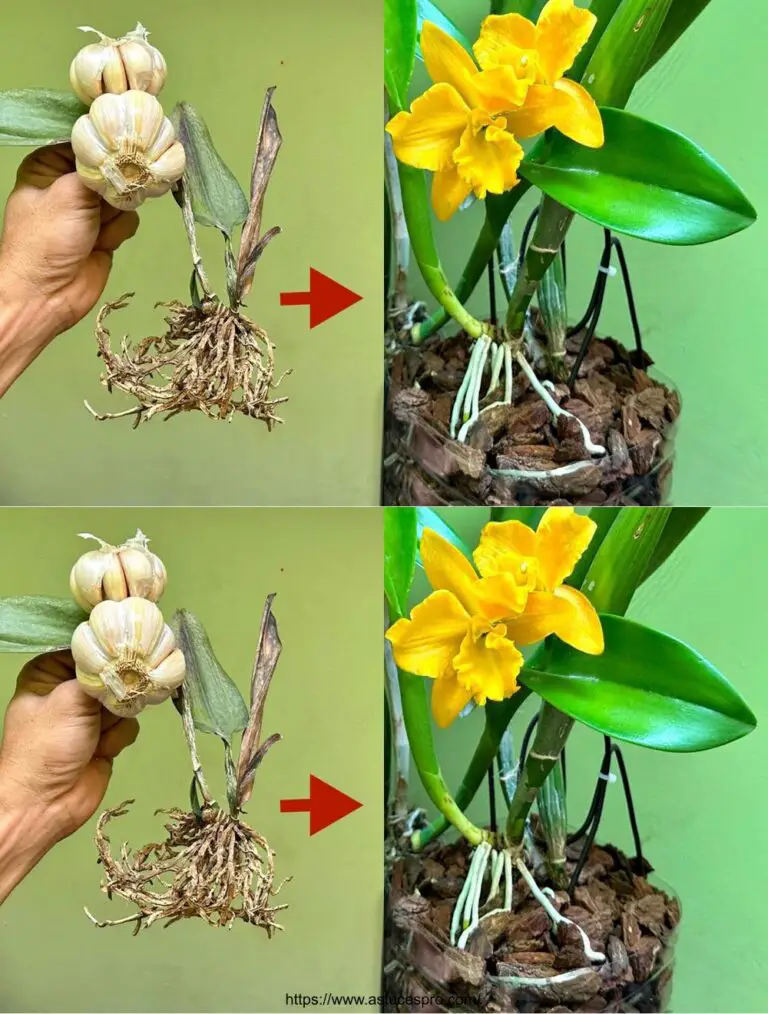 Nur wenige wissen: Fazed Orchideen können mit dieser Methode schnell wiedergeboren werden