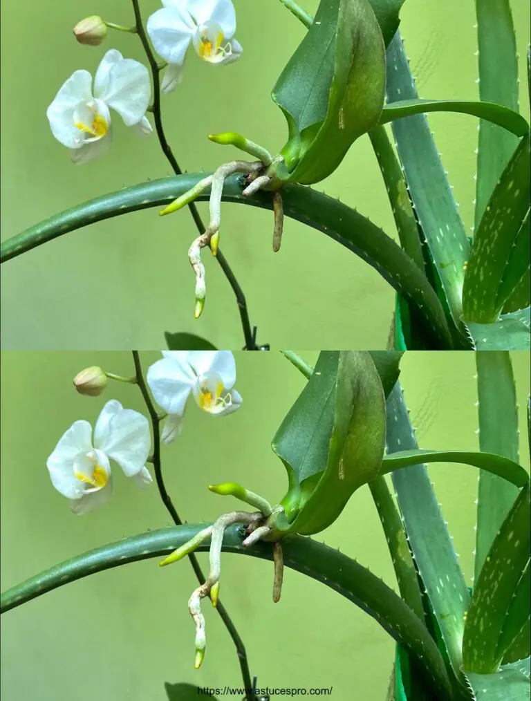 Eine erstaunliche Regeneration für Ihre Faned Orchideen