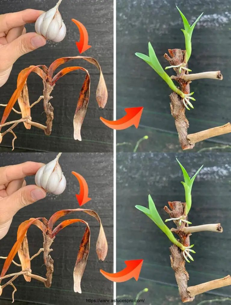 Der Knoblauch gibt Leben für alle Orchideen auf diese Weise verblasst