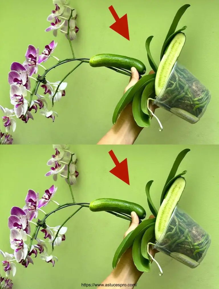 Steigern Sie das Wachstum Ihrer Orchideen mit diesem unbekannten Produkt!