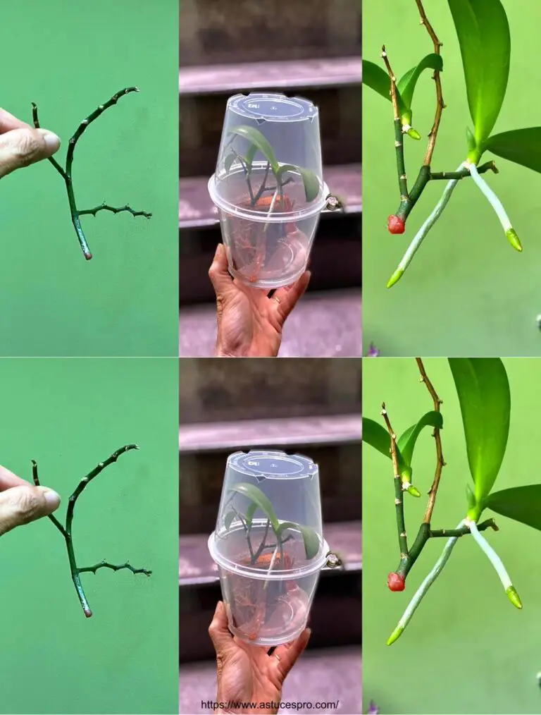 Wie man Orchideen von Faned Flowers zu Revive viele kleine Bäume