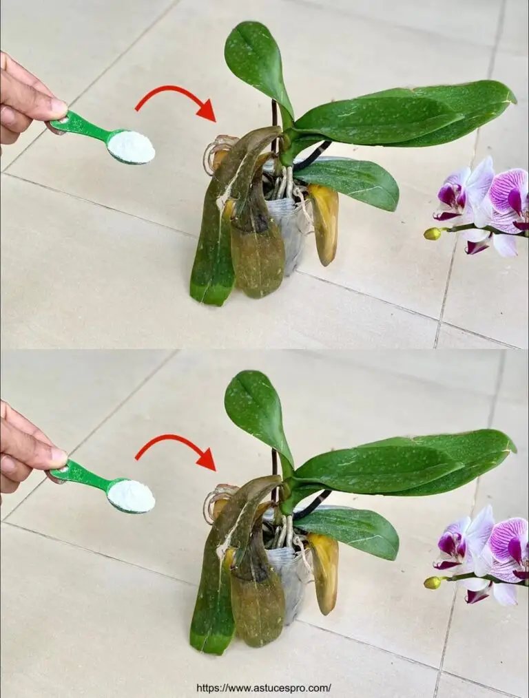 Überraschen Sie sich mit dieser effektiven Lösung für kranke Orchideen