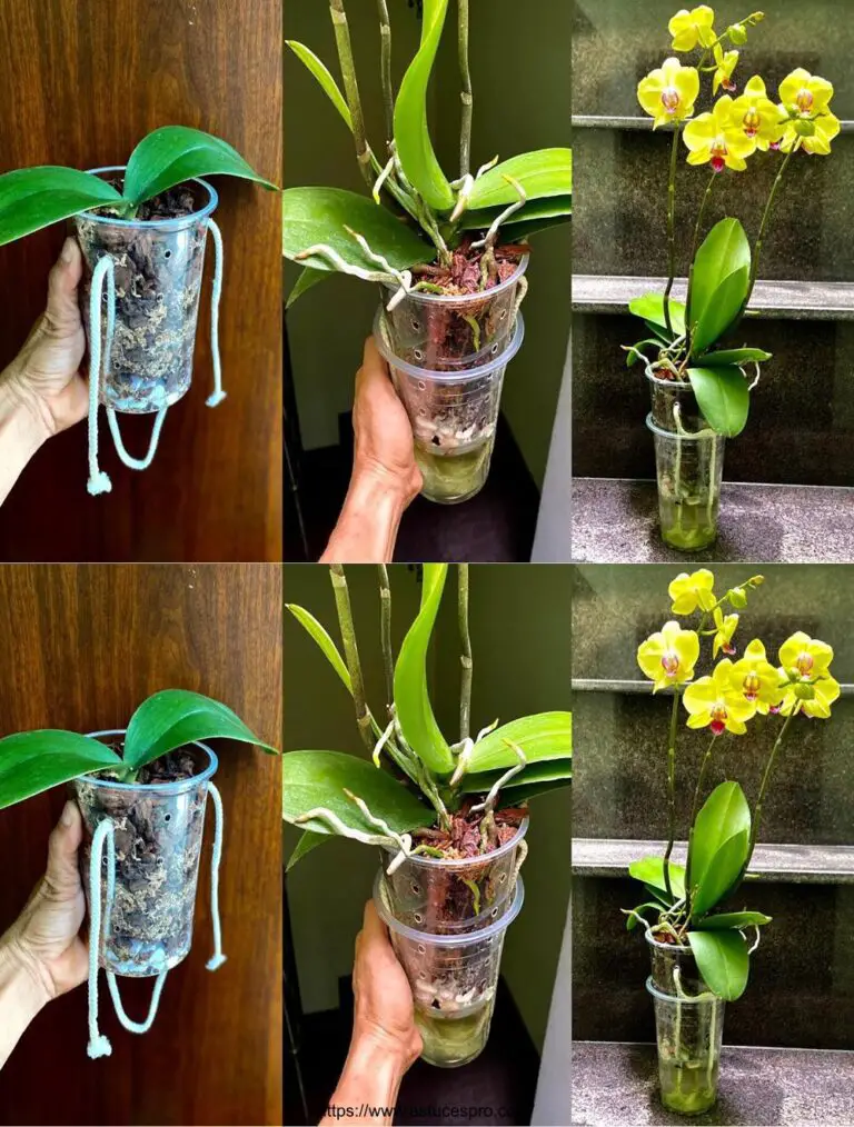 Eine Methode, um größere und geblühte Orchideen länger zu wachsen