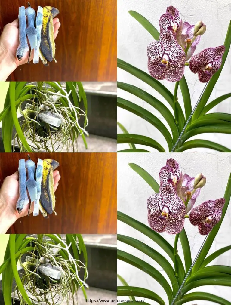 Ein nützlicher Tipp für das Graving Ihrer Orchideen mit Banana Skins!