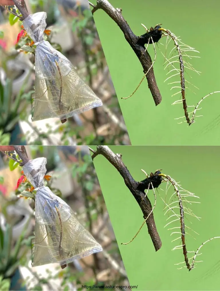 Multiply Fruit Trees Schnell mit Wasser für abnehmendes Wurzelwachstum