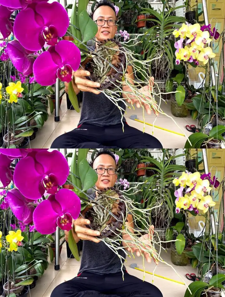 Steigern Sie das Wachstum Ihrer Orchideen mit super langen Wurzeln und schönen Blumen