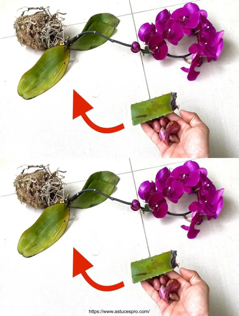 Natürlich! Hier ist eine eingängige Version dieses Titels auf Französisch: Steigern Sie die Haltbarkeit Ihrer Orchideen, indem Sie diesem cleveren Rat folgen!