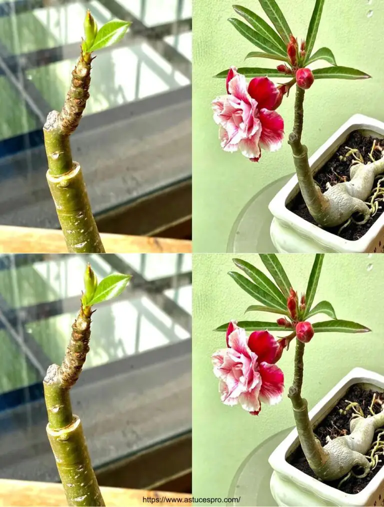 So registrieren Sie ein Adenium Obesum, um Abundante Blumen zu erhalten