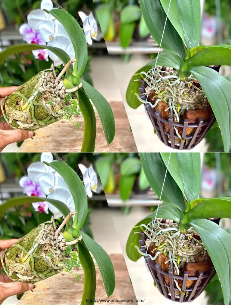 Dreh dich um. Orchideen in Blumenpflanzen mit dieser Methode!