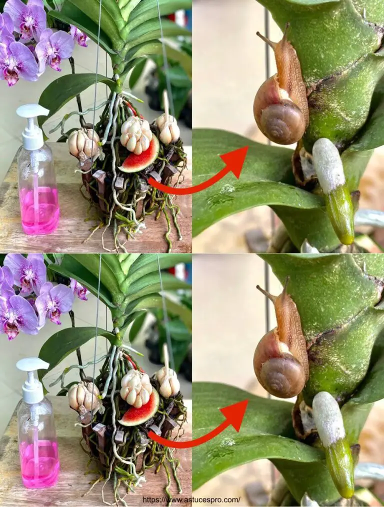 Entdecken Sie ein überraschendes Geheimnis, um Ihre Orchideen und Blumen ohne Schnecken oder Insekten zu schützen