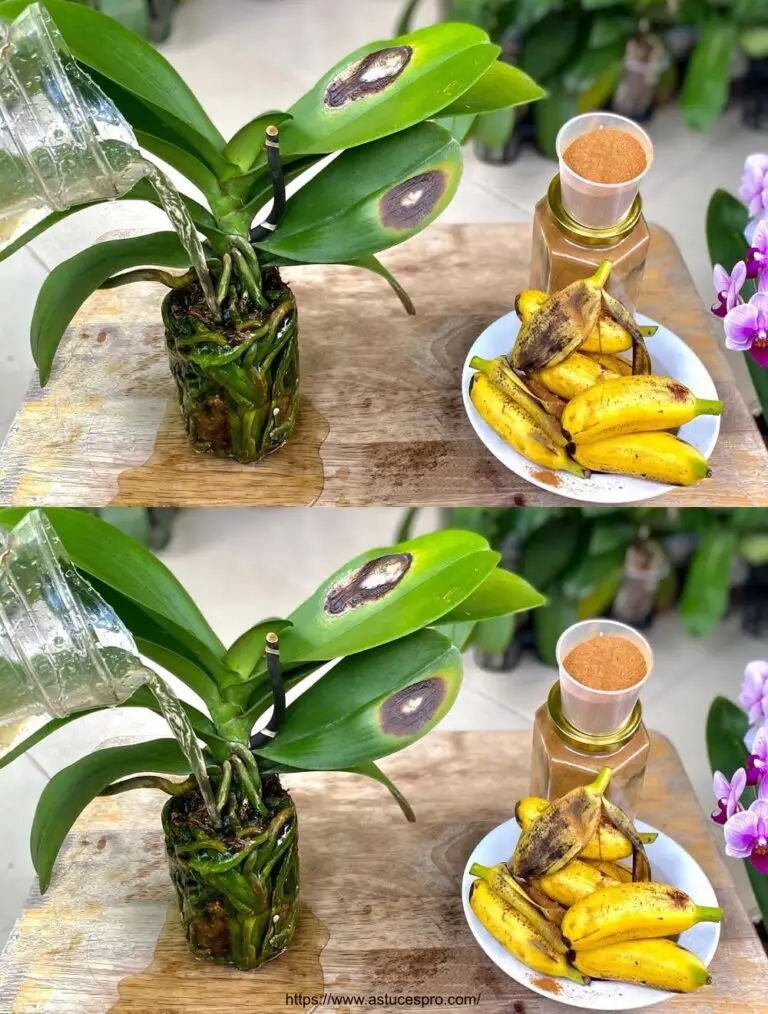 Tipps für Pushing schöne Orchideen, auch wenn sie Rotary Blätter haben