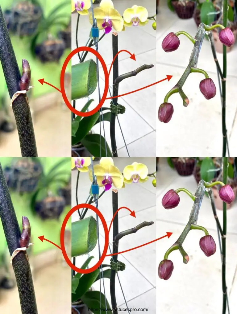 Drehen Sie Ihre Phalaenopsis in ein Meer von Blumen in voller Blüte!