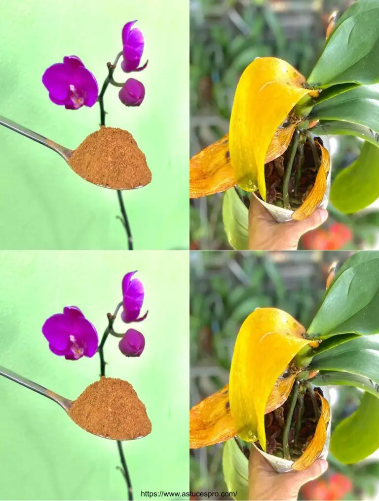 Hier ist eine eingängige Version auf Französisch: Der schnellste und effizienteste Weg, um eine defracierte Orchidee wiederherzustellen