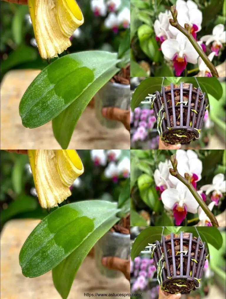 Einfache Spitze, um Orchideenblätter zu reinigen und die Blüte zu fördern