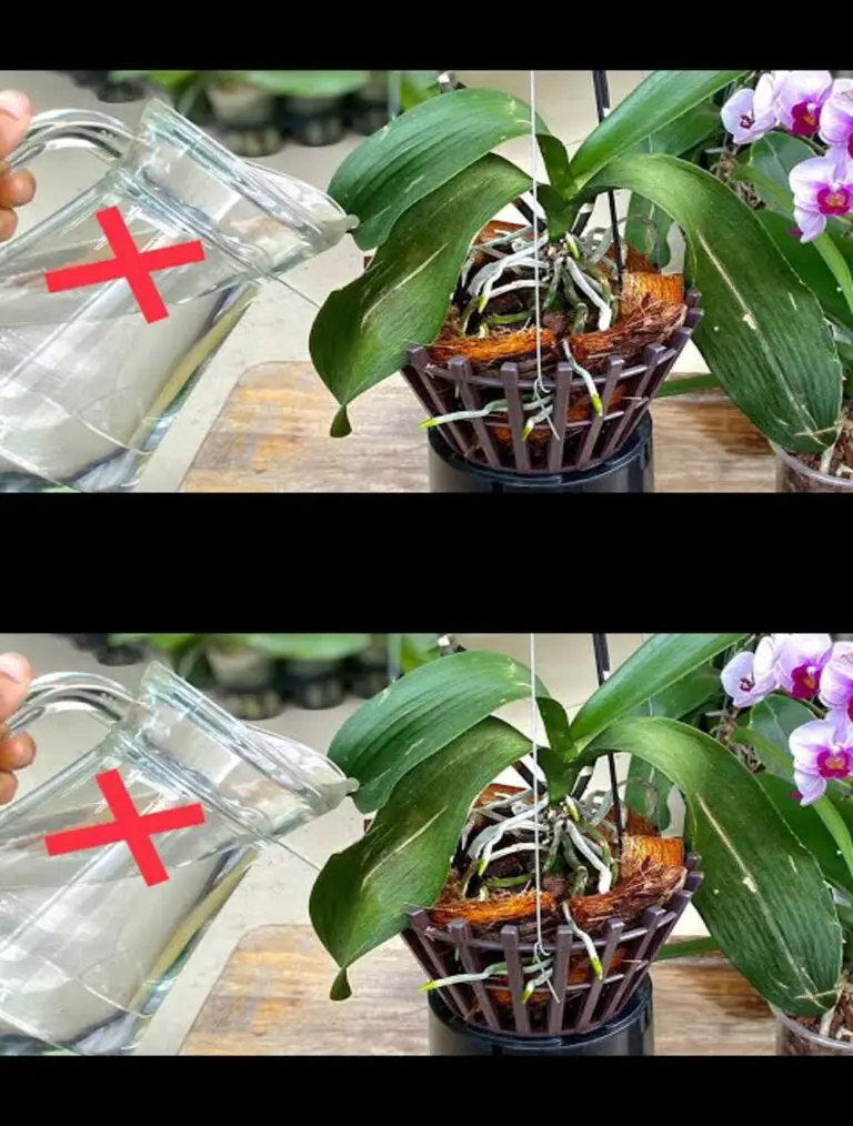 Ohne Wasser wiederherstelle ich schnell die geschwächte Orchidee