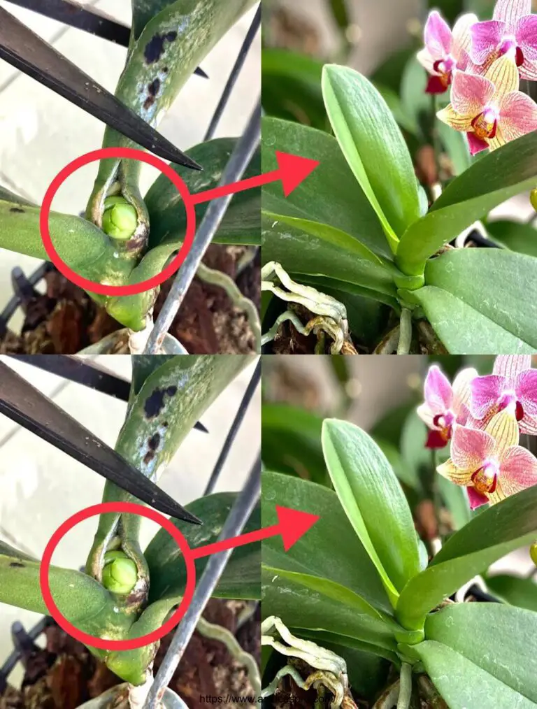 Natürlich! Hier ist eine eingängige Version auf Französisch für Ihren Titel: Steigern Sie das Wachstum Ihrer Orchideen mit diesem einfachen und effektiven Trick!