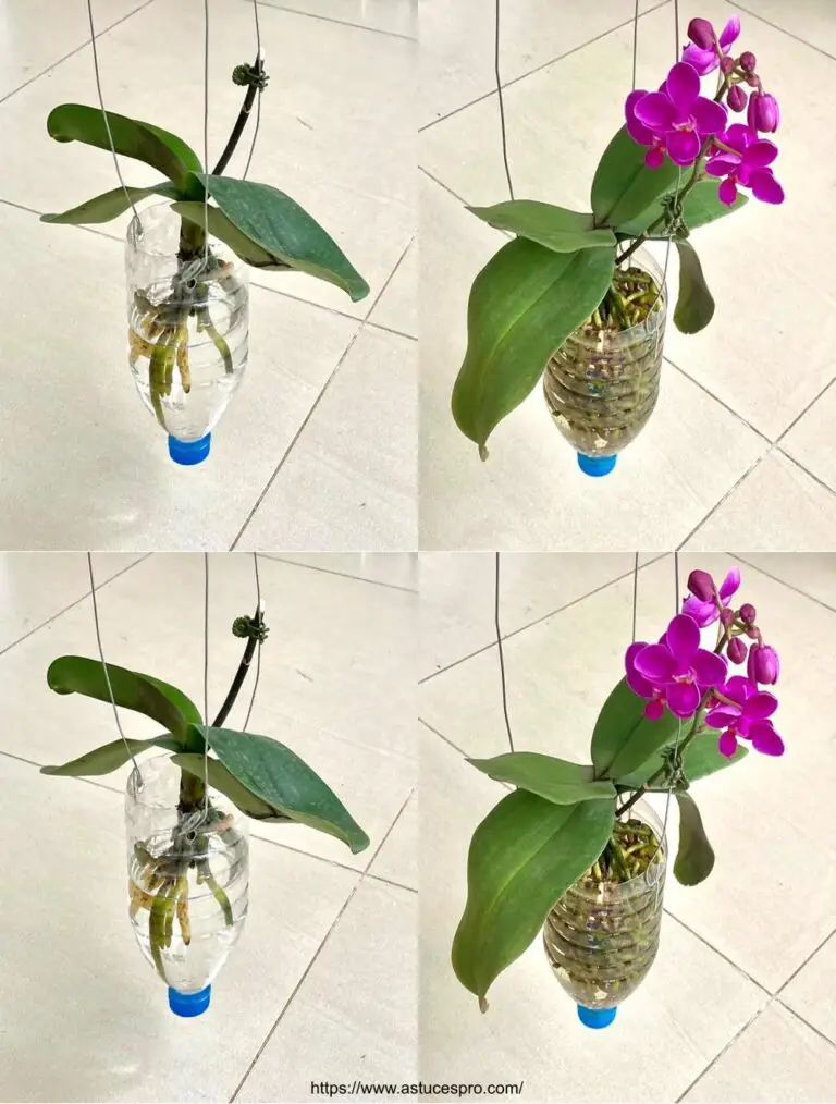 Phalaenopsis erstellen Aquatischer Garten für schnelles und leichtes Wachstum